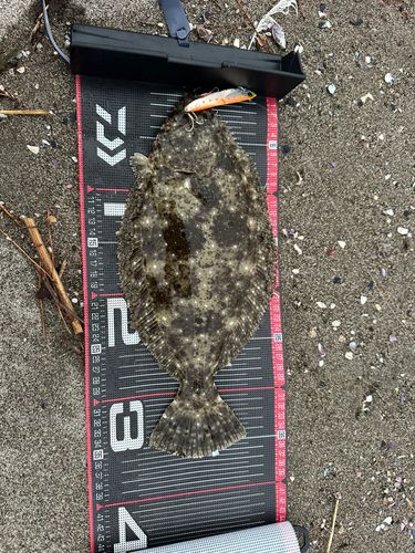 ソゲの釣果