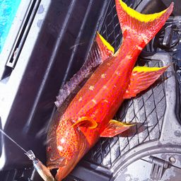 ナガジューミーバイ