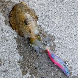 アオリイカ