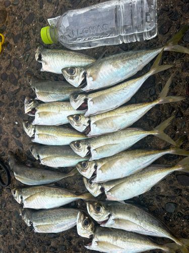 アジの釣果