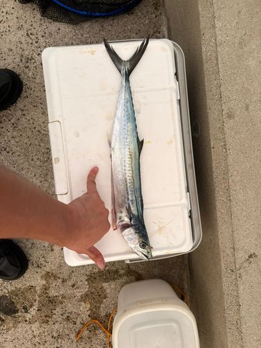 サゴシの釣果
