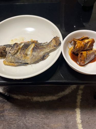 グレの釣果