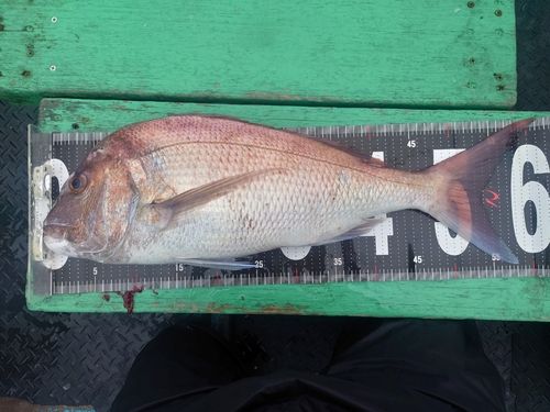 タイの釣果