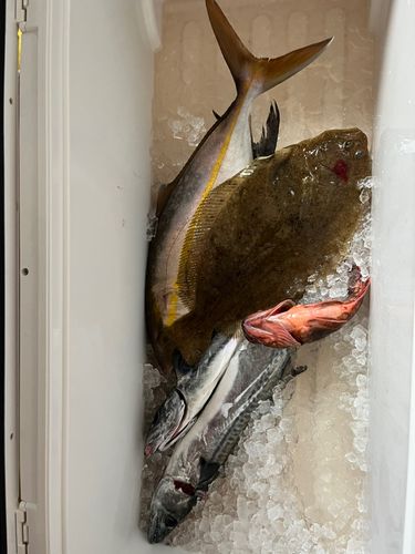 サワラの釣果