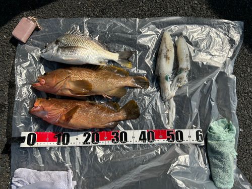 キジハタの釣果