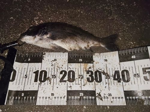 チヌの釣果