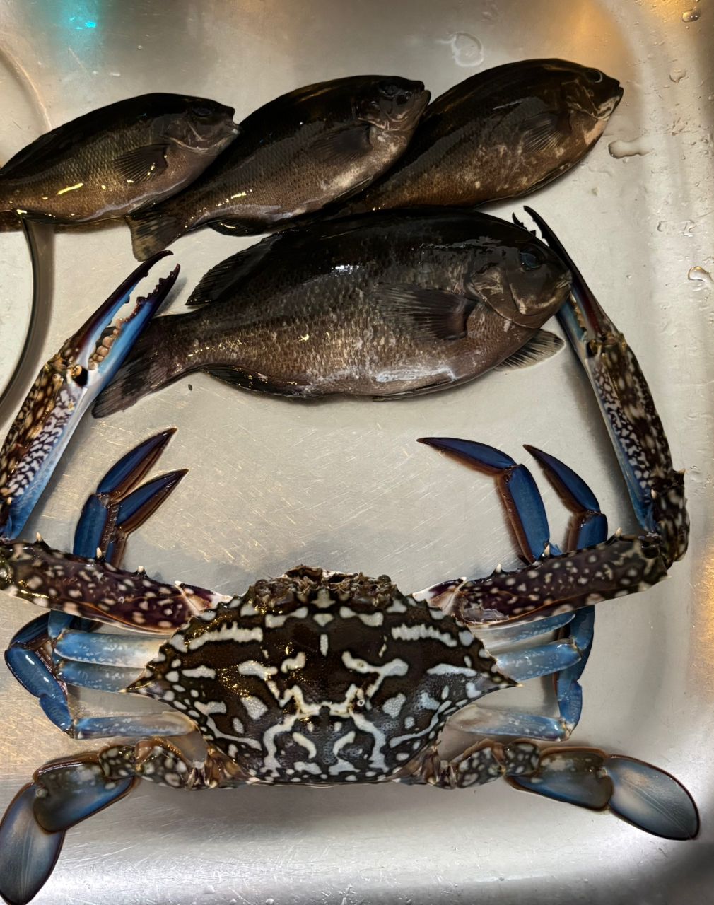 タイワンガザミ