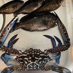 タイワンガザミ