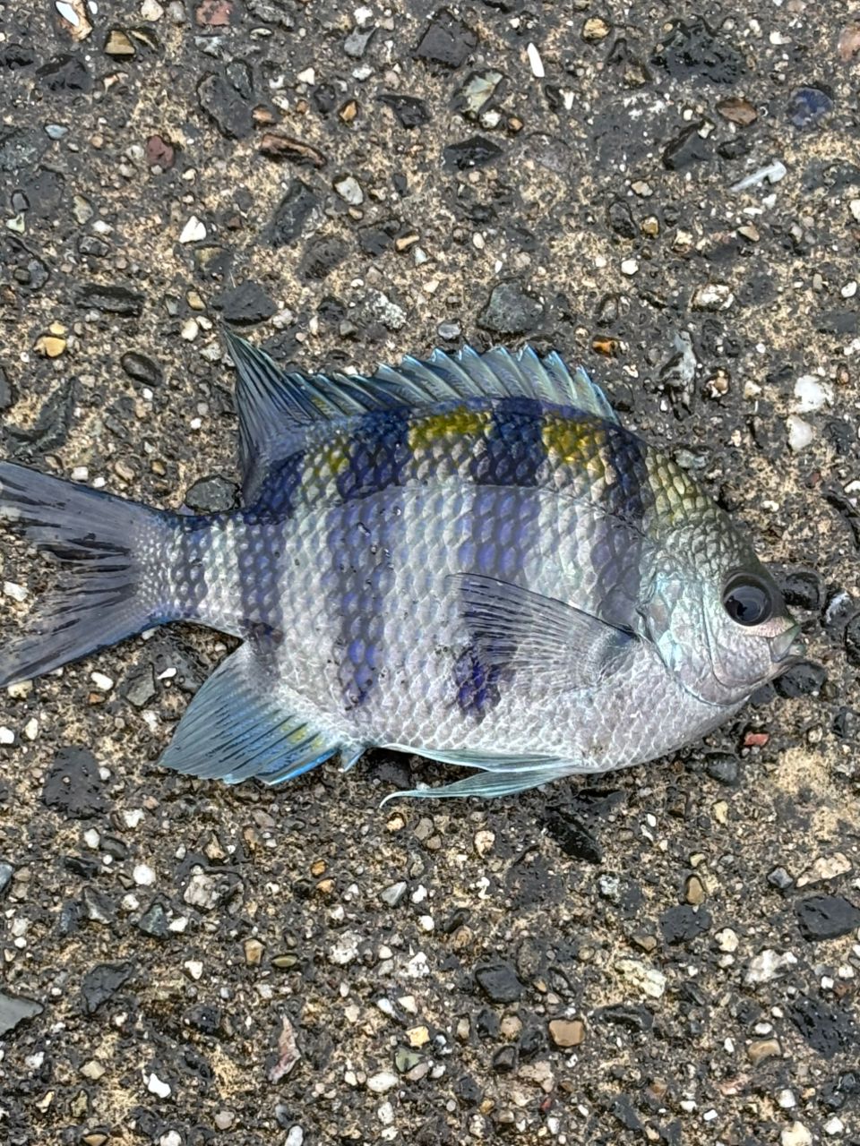 タイワンガザミ