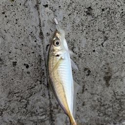 アジ