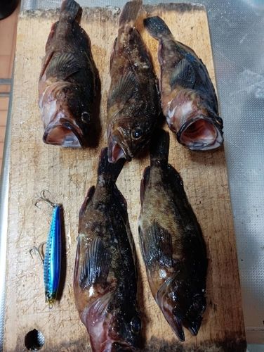 カサゴの釣果