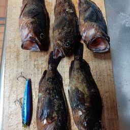 カサゴ
