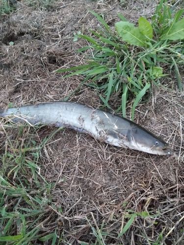 ナマズの釣果