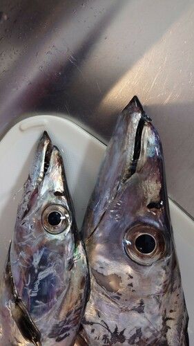タチウオの釣果