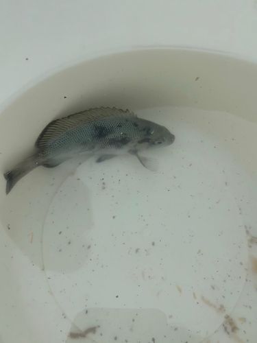 メジナの釣果