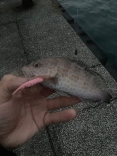 オオモンハタの釣果
