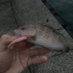 オオモンハタ