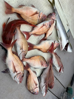 マダイの釣果