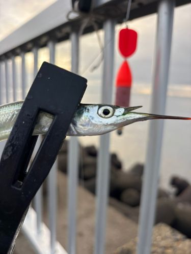 サヨリの釣果