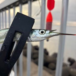 サヨリ