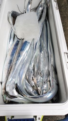 タチウオの釣果