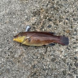 コブダイ