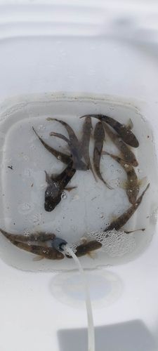 マハゼの釣果