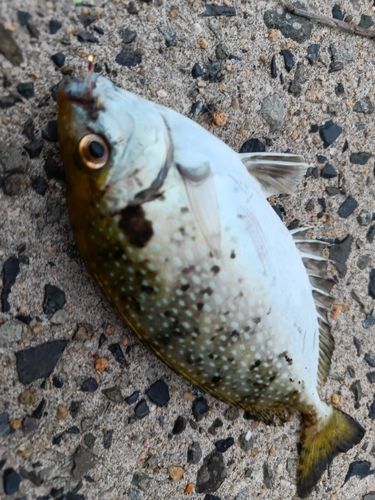 アイゴの釣果