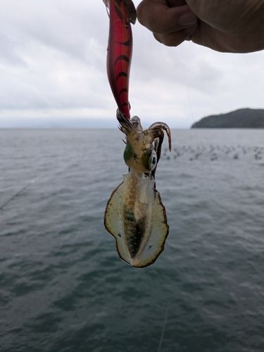 湊浜漁港