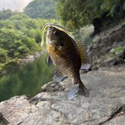 ブラックバス