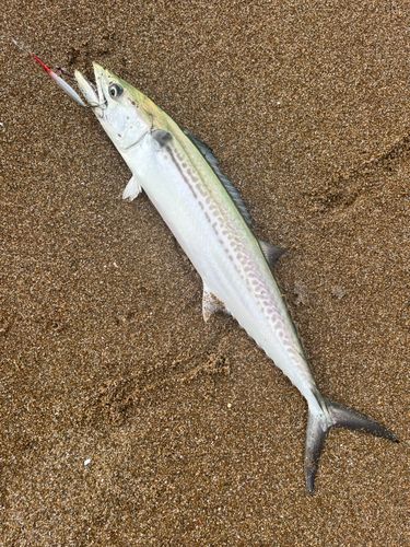 サゴシの釣果
