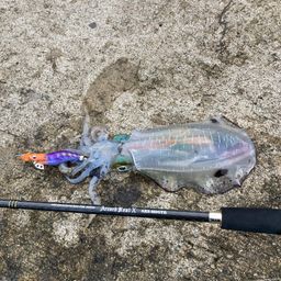 アオリイカ