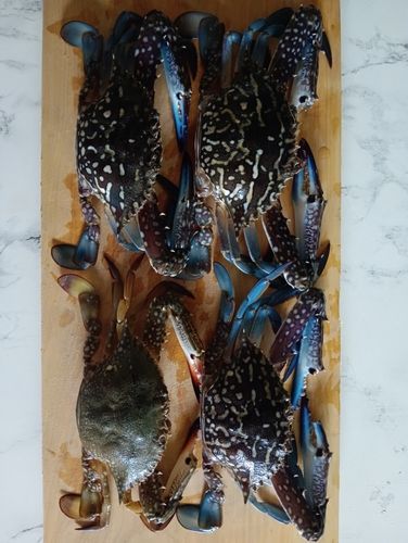 タイワンガザミの釣果