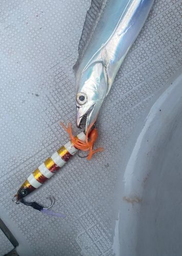 タチウオの釣果