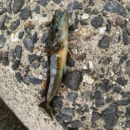アナハゼ
