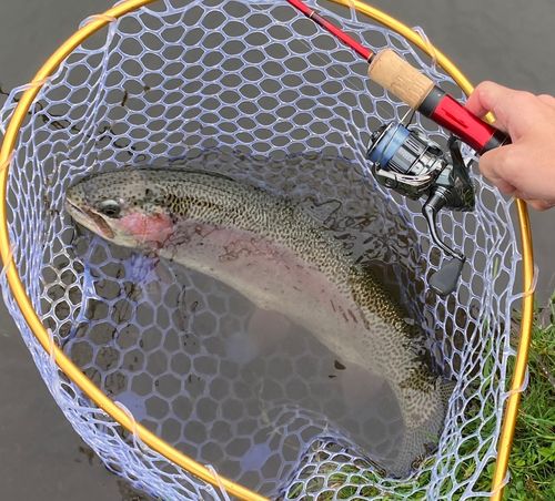 ニジマスの釣果
