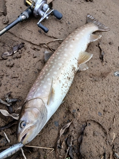 アメマスの釣果