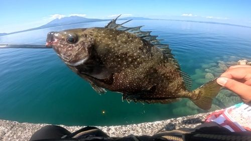 アイゴの釣果