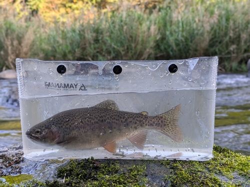 ニジマスの釣果
