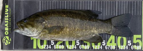 スモールマウスバスの釣果