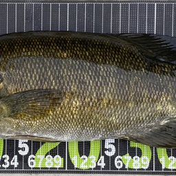 スモールマウスバス