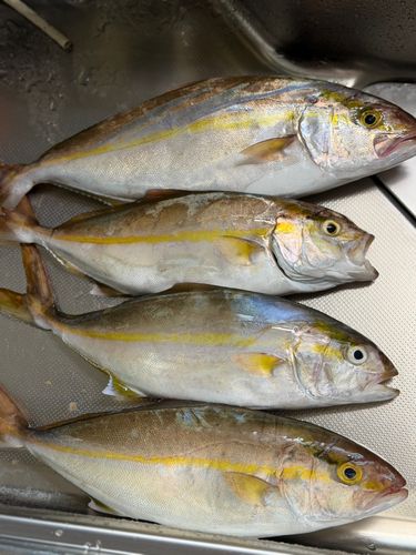 ネリゴの釣果