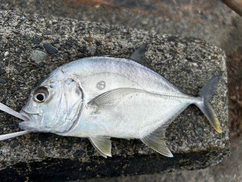 メッキの釣果