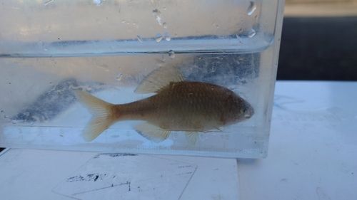 アブラボテの釣果