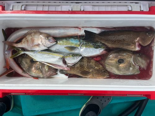 メジロの釣果
