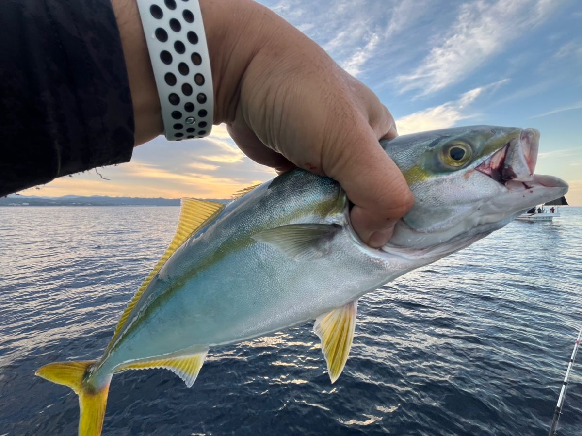 （YouTube）堺釣人🐟の爆釣chさんの釣果 3枚目の画像