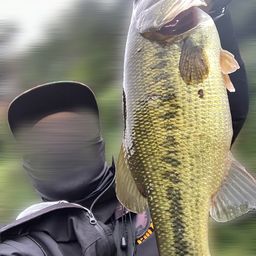 ブラックバス