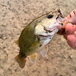 ブラックバス