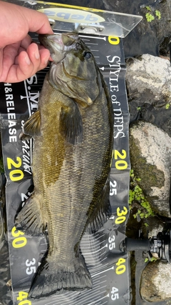 スモールマウスバスの釣果