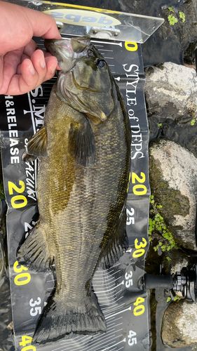 スモールマウスバスの釣果
